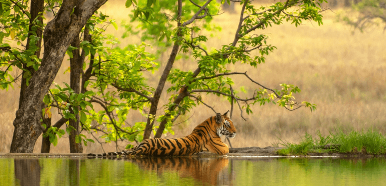 Golden Triangle Tour With Ranthambore