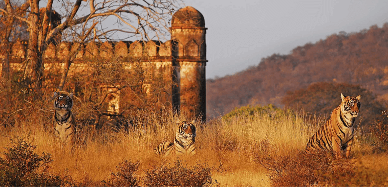 Golden Triangle Tour With Ranthambore