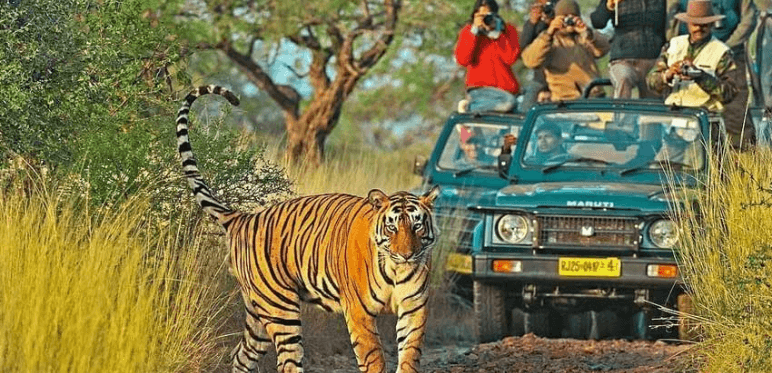 Rajasthan Wildlife Tour