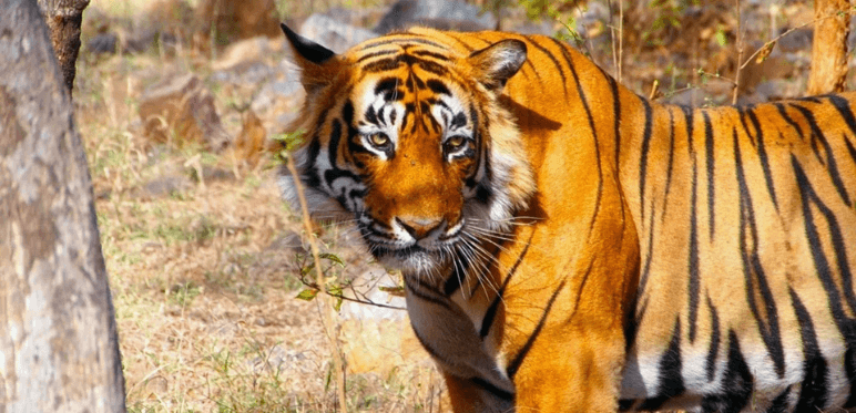 Golden Triangle Tour With Ranthambore